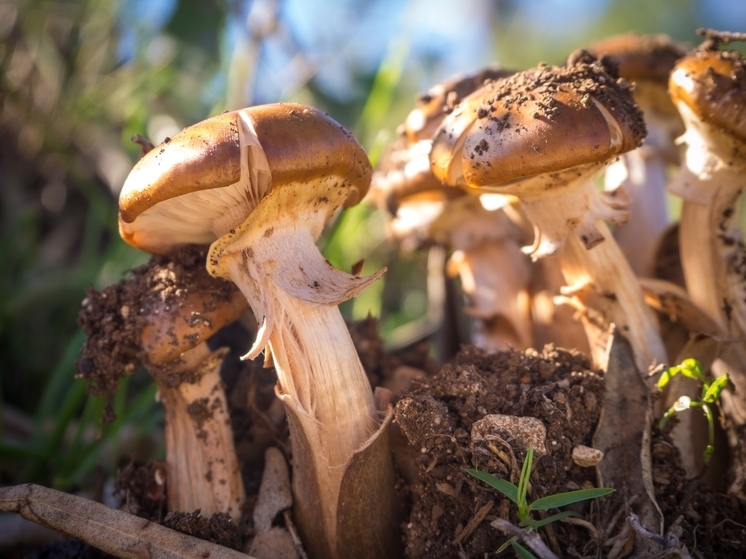 Миколог Бульонкова назвала грибы, которые можно найти в Новосибирской области в июне-2023
