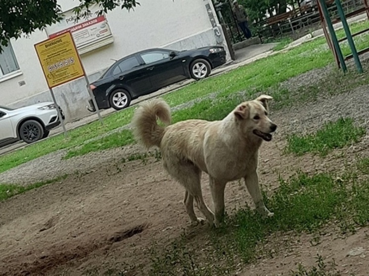 В Ростове бойцовская собака напала на прохожую