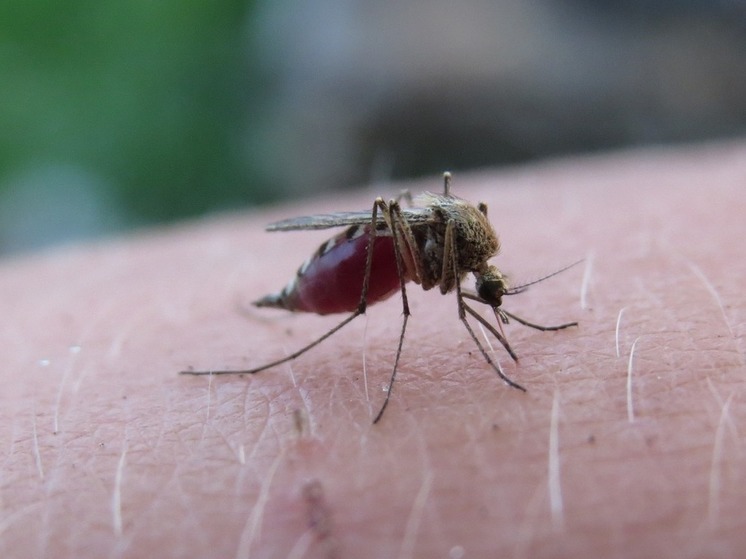 Германия — Эксперты рассказали, по каким критериям комары выбирают своих жертв