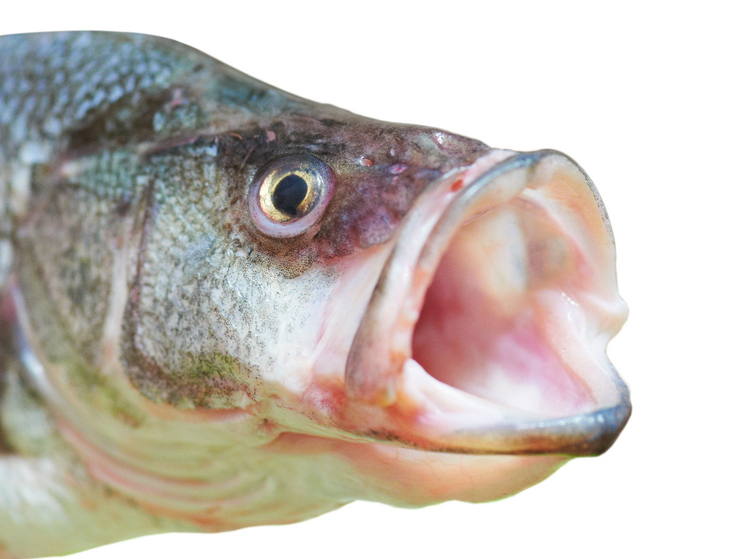 По рекам Нарьян-Мара будут гулять стада дикой семги