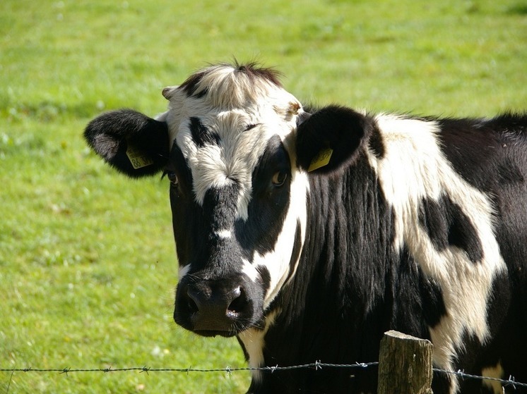 В Иглинском районе появится животноводческий комплекс на 1200 голов скота