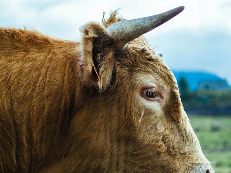 Похитителя быка в Воронежской области установили с помощью анализа ДНК