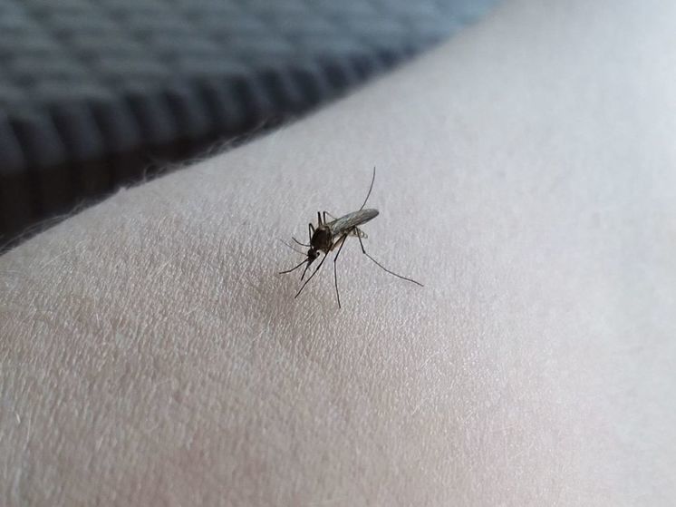 Сыпь и отеки: когда стоит обратиться к врачу при укусе комара