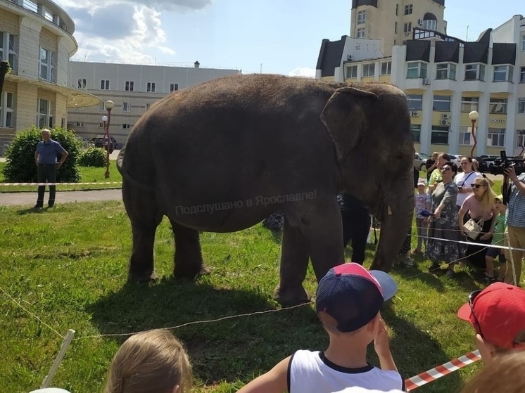 В Ярославле из цирка вывели на прогулку слона