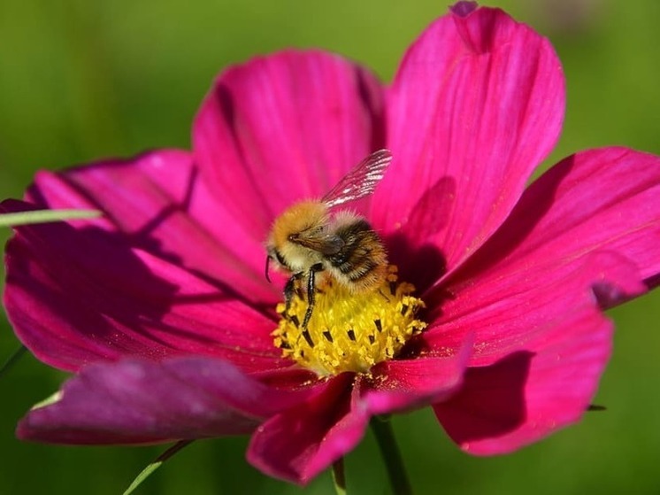 Пчелы ДНР находятся под защитой Россельхознадзора