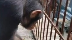 Принцесса Лея Иркутской зоогалереи начинает утро с уборки 