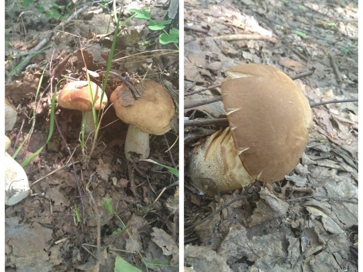 В Новосибирской области начали собирать первые летние грибы