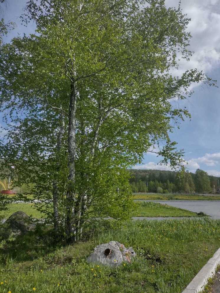 Спасут от вырубки: в Муравленко за лето пересадят 150 деревьев