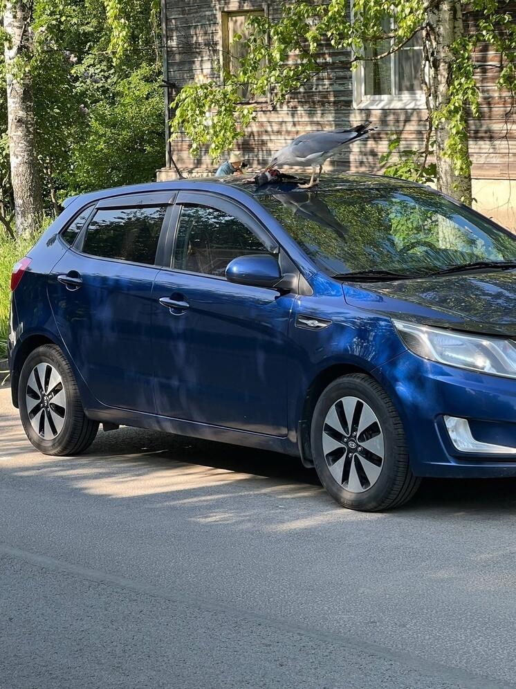 Чайка заклевала голубя на крыше машины в Петрозаводске