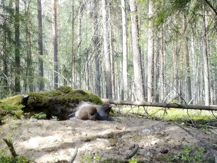Купающегося в пыли глухаря сняли в ленинградском лесу