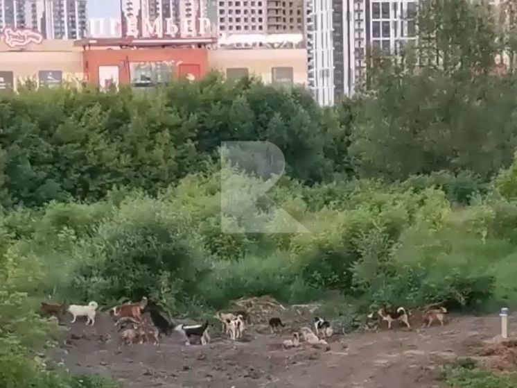 Рязанцы сообщили о большой стае бездомных собак на Московском шоссе