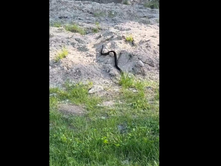 Ядовитая змея приползла к детской площадке в Петрозаводске