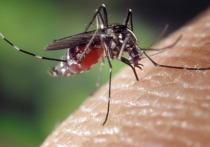 Малярия чаще всего передается человеку через укусы комаров. В тяжелых формах болезнь может привести к смерти. Об основных мерах профилактики рассказали в пресс-службе Роспотребнадзора.