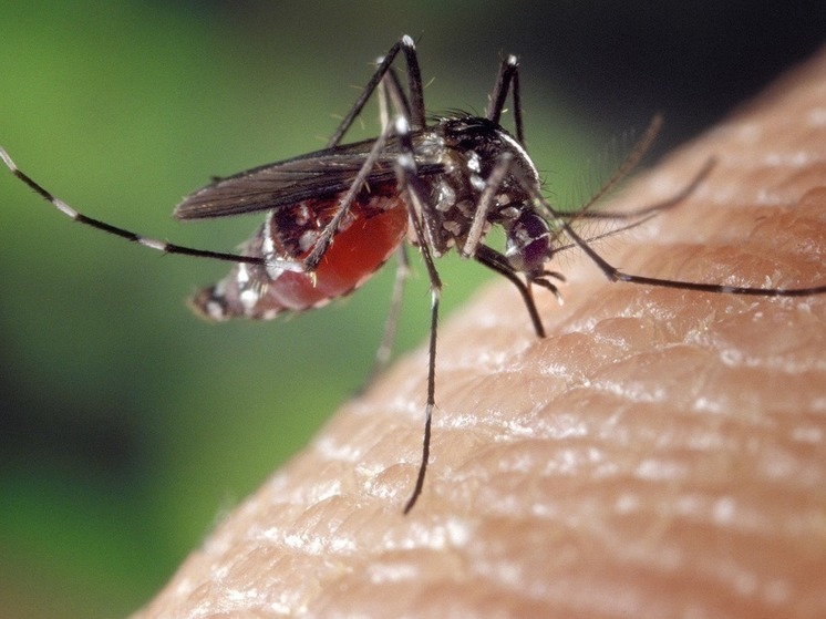 Жителям Ленобласти рассказали, как обезопасить себя от малярии