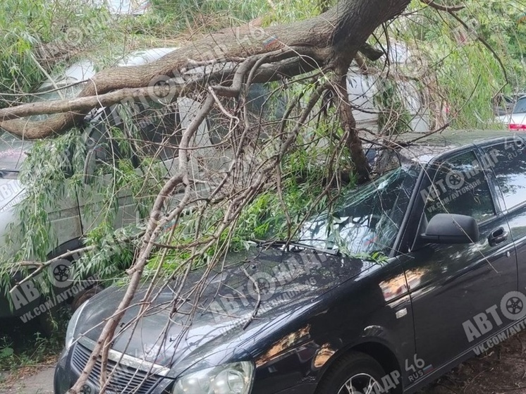 В Курске дерево упало на припаркованный автомобиль и микроавтобус «Газель»