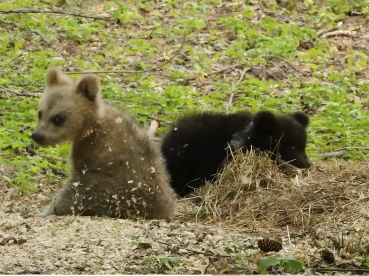 Появилось видео игровых будней медвежат-сирот в Тверской области