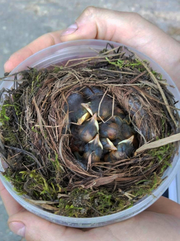 В Воронеже на кладбищенской мусорке волонтеры нашли выброшенное гнездо с птенцами