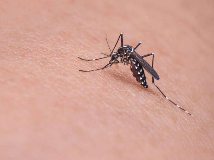 Средство, которое всегда под рукой: найден простой способ защиты от комаров