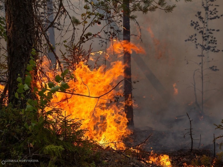 Пожарная опасность 4 класса ожидается на двух территориях Карелии