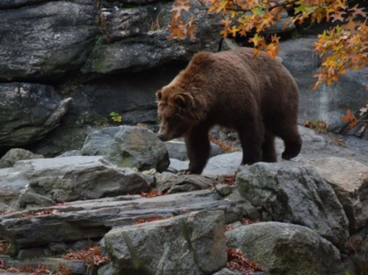 Охотинспекторы вышли на отлов в медведя, бегающего по Петрозаводску