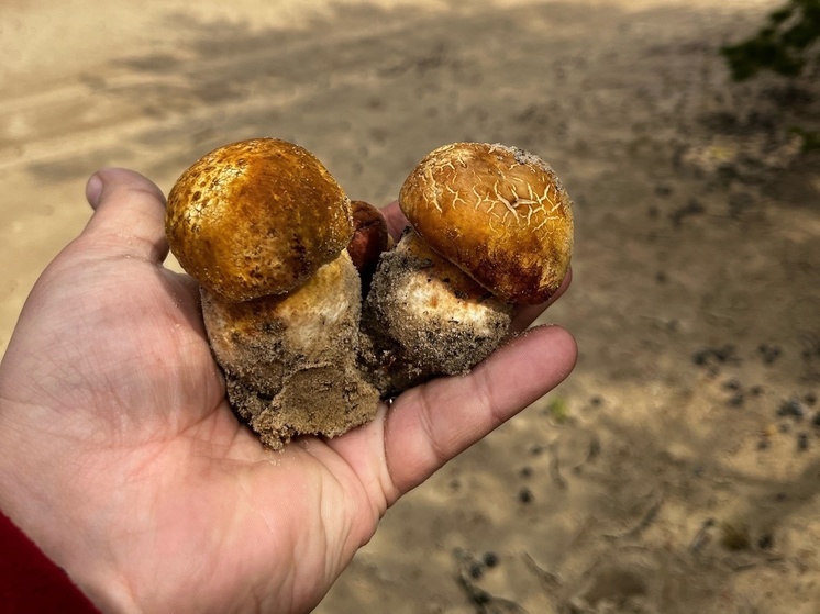 «На супчик собрали»: жители Губкинского хвастаются первым урожаем белых грибов