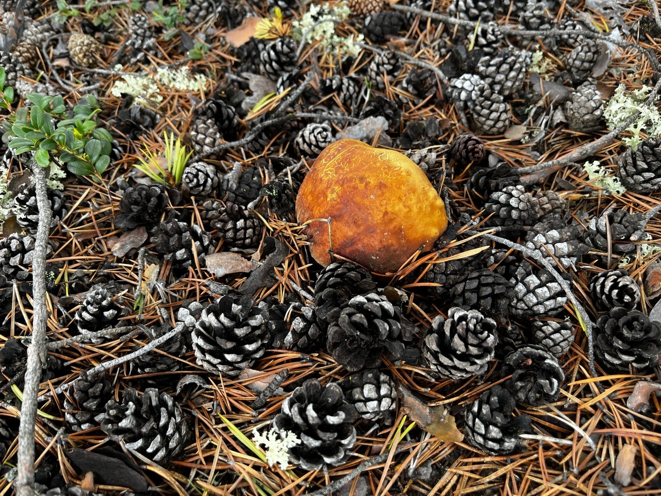 В Губкинском собирают первые в этом сезоне грибы: фото урожая