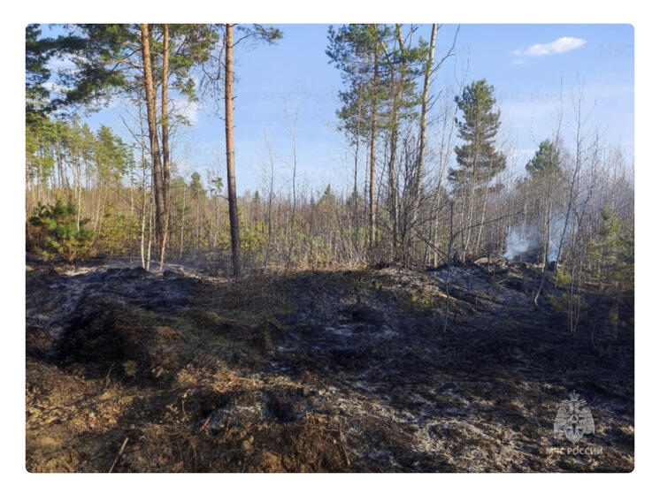 В Смоленском районе произошел лесной пожар