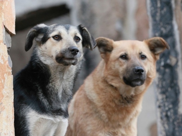 За укус бездомной собаки в Баяндае мэрия района заплатит 10 тысяч