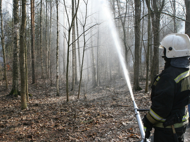 С начала сезона в Новгородской области потушили 36 лесных пожаров