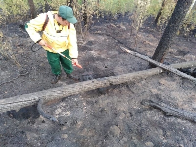 Отдыхающие развели костер и устроили лесной пожар в районе Карелии