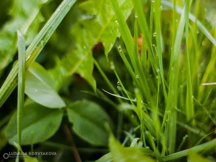Дворы Петрозаводска зарастают травой и покрываются мусором