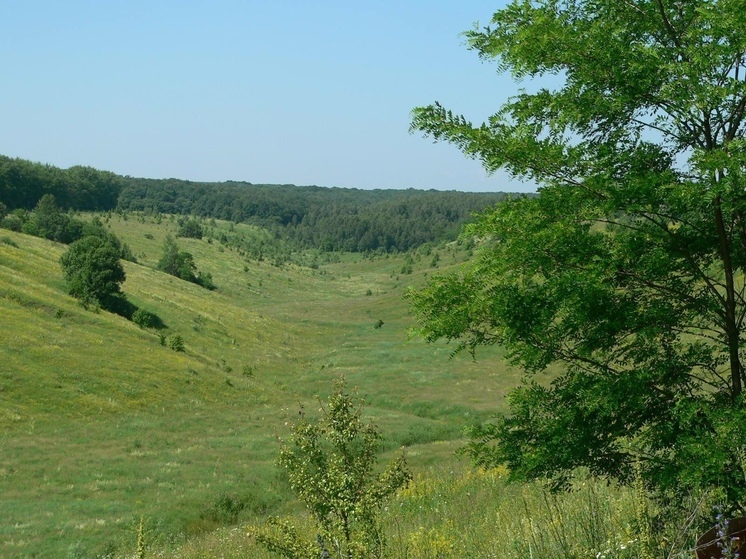 В Курской области создали памятник природы «Урочище Бушмено»