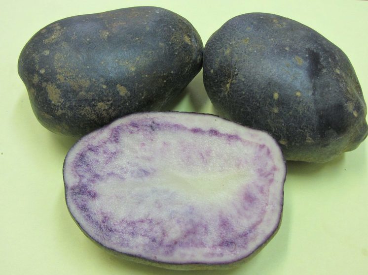 В Белоруссии создали омолаживающую фиолетовую картошку