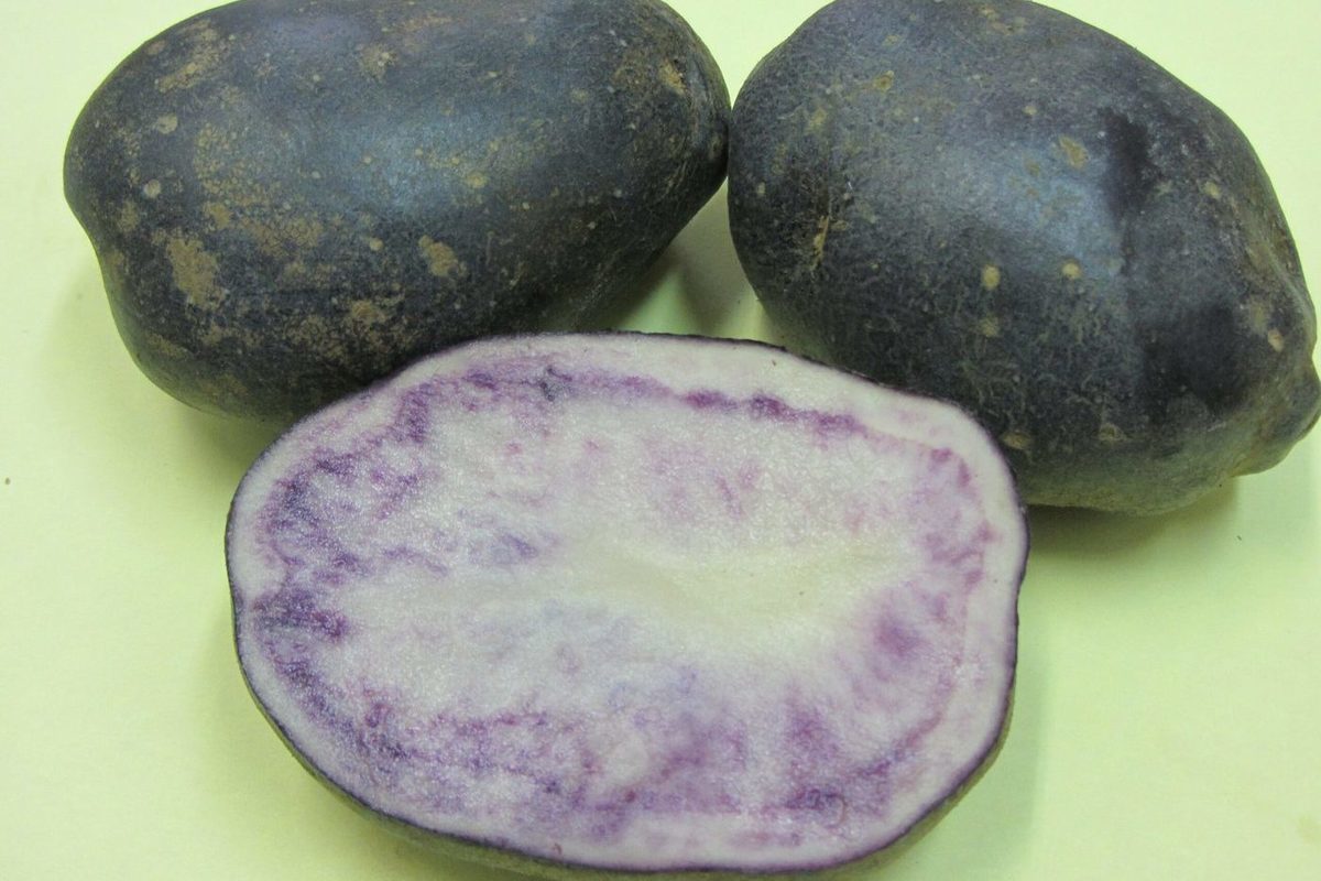 В Белоруссии создали омолаживающую фиолетовую картошку - МК