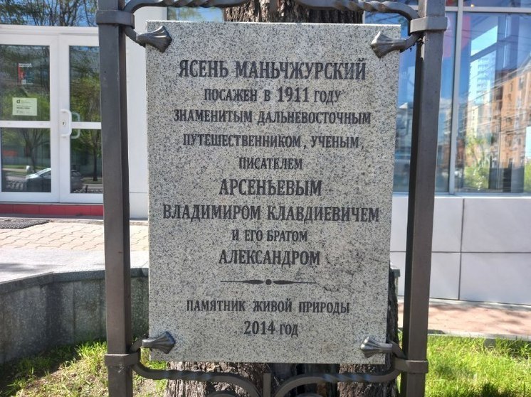 Почти 2500 человек проголосовали за ясень Арсеньева в Хабаровске на конкурсе деревьев