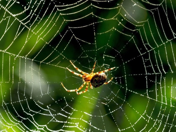 К чему снятся пауки – сонник