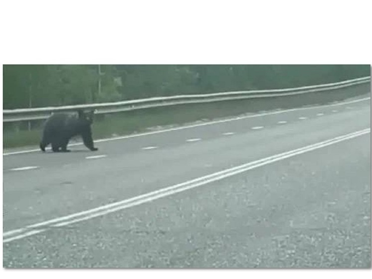 В Костромской области на трассу вышел медведь