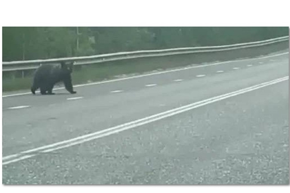 В Костромской области на трассу вышел медведь