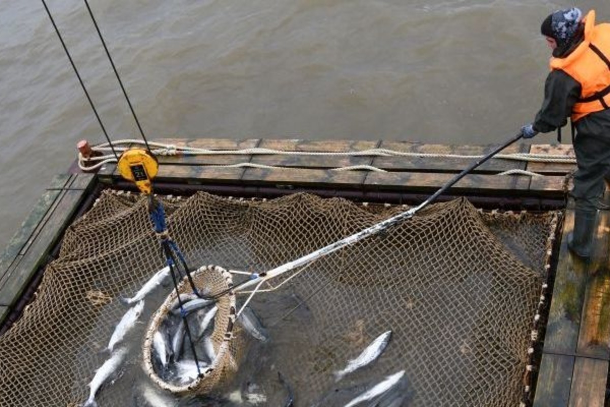 Ловля рыбы. Кета объект рыболовного промысла. Путина рыба. В 2017 году на чукотке добыли 300