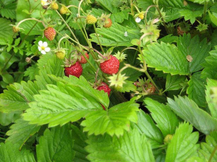 На рынках Подмосковья начали торговать лесной земляникой