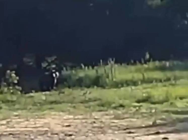 Вышел к людям: пензенские лесорубы засняли на видео медведя