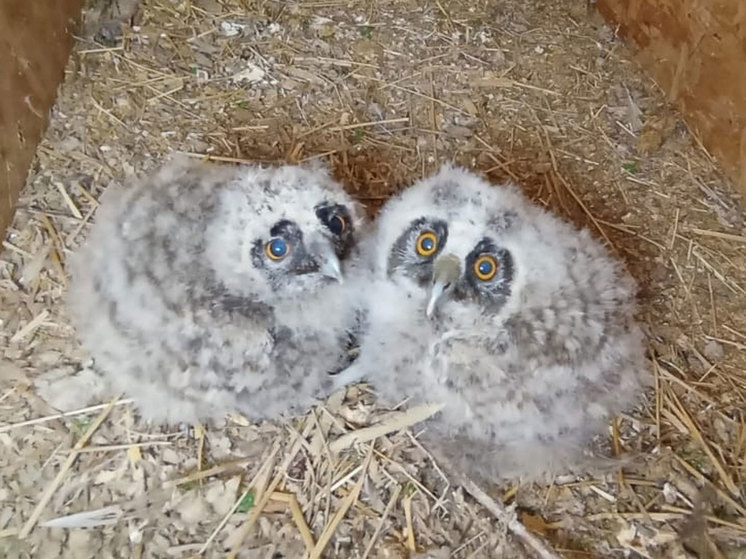 Их подсадят к другим совиным выводкам