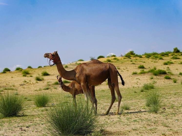 В Дагестане активно развивается дойная верблюжья ферма