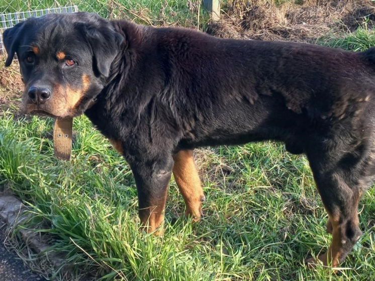 Собачья пенсия: новгородское УМВД отдает выбракованных служебных собак