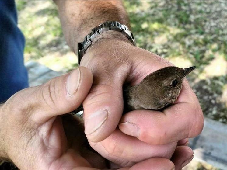 В Коломне спасатели вызволили птенца из капроновой сетки