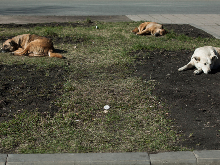 Мурманчане смогут пожаловаться на агрессивных животных