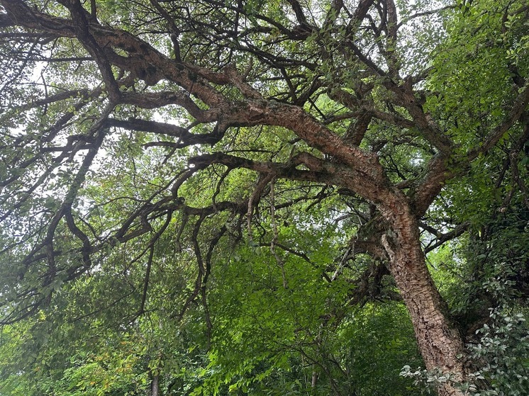 Более тридцати лет единственная в стране плантация пробкового дуба остается заброшенной