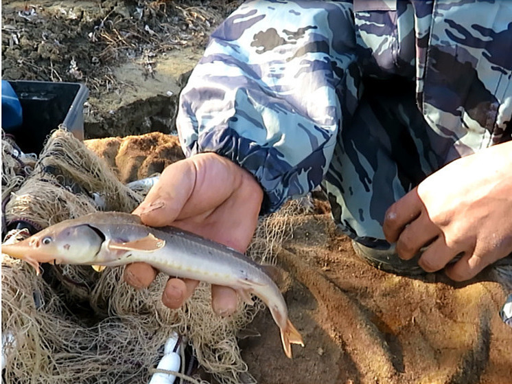 Какая рыба в Тюмени | Информация о местных видов рыбы