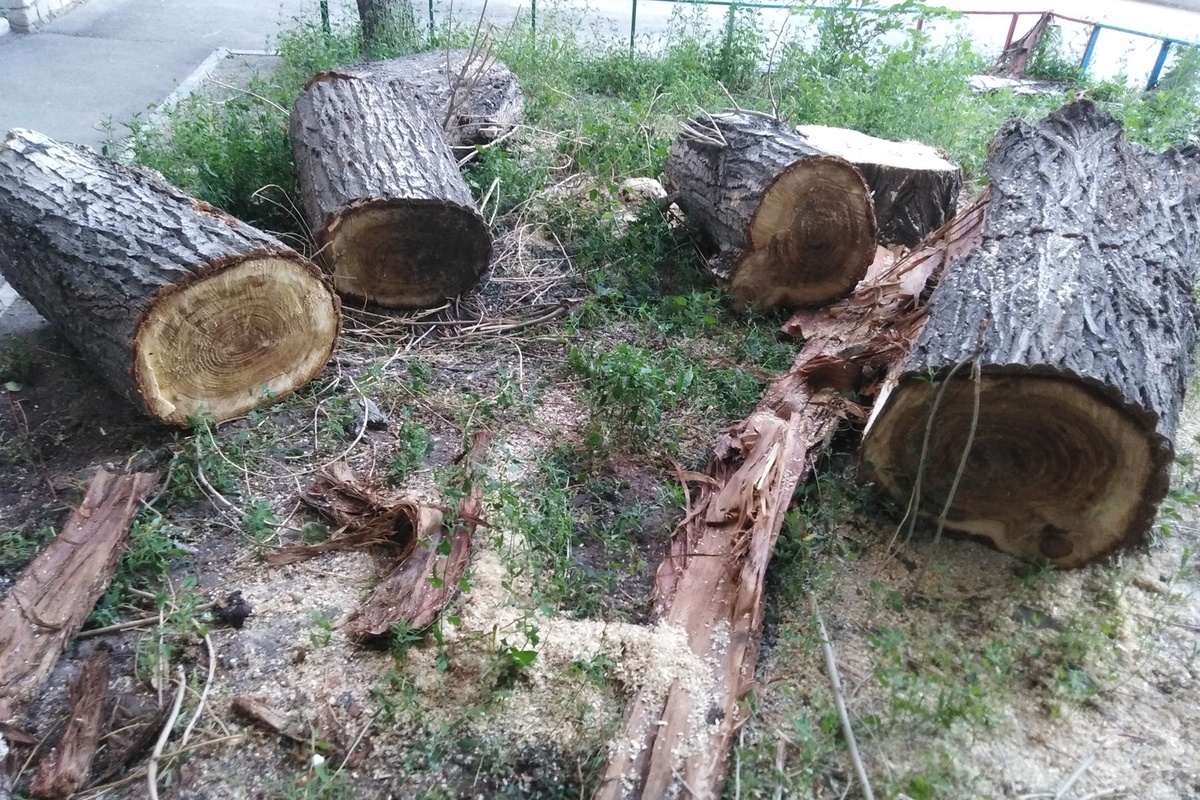Срубленные деревья в Новосибирске. Рубит дерево. Т полуобрубленные деревья. Рубят лес на газоне.