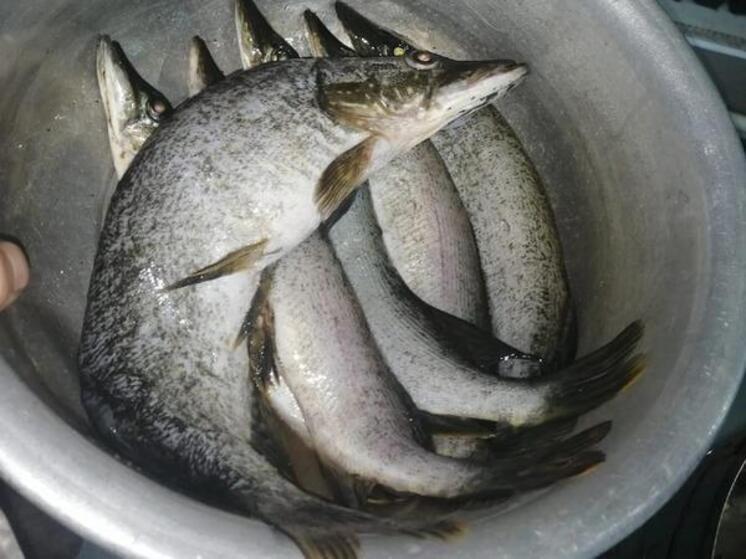Из-за осолонения Азовского моря опасные паразиты могут заразить рыбу